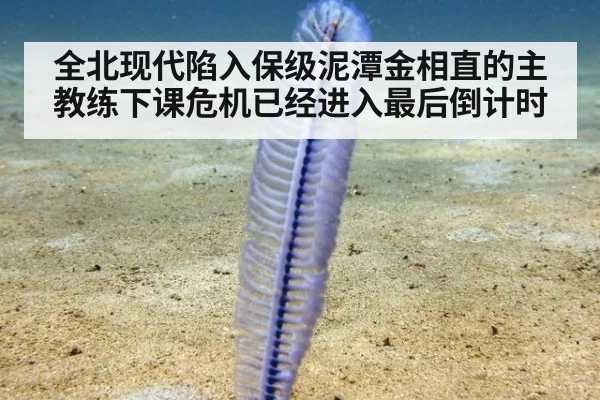 全北现代陷入保级泥潭金相直的主教练下课危机已经进入最后倒计时